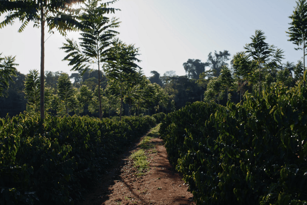 About Acai Berry Coffee