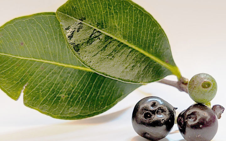 Reasons Why Açaí Berry Is A Superfood