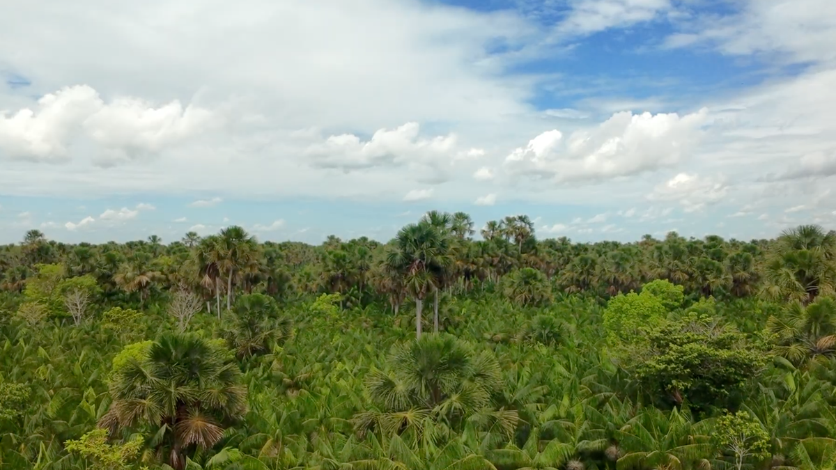 Drone view of the Amazon Rainforest in Brazil